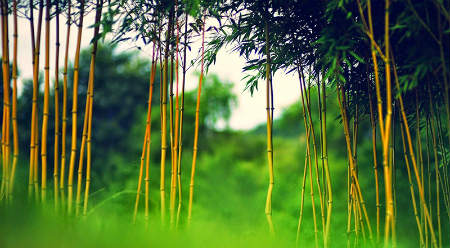 bieu cam cay tre
